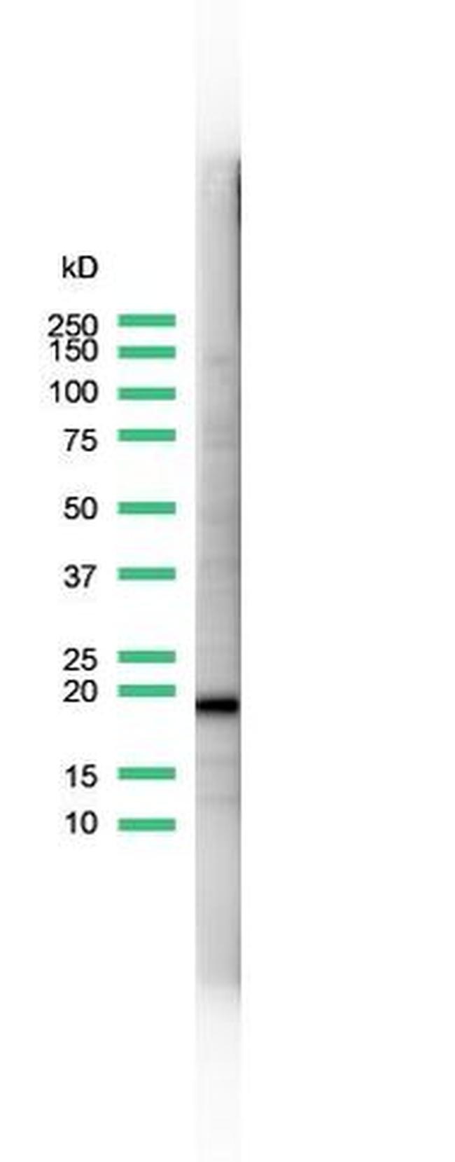 CD3e Antibody in Western Blot (WB)