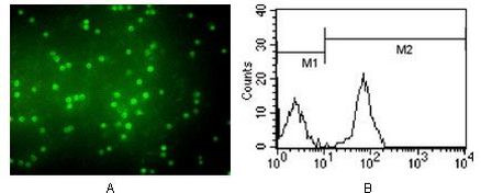 CD3 Antibody in Immunocytochemistry (ICC/IF)