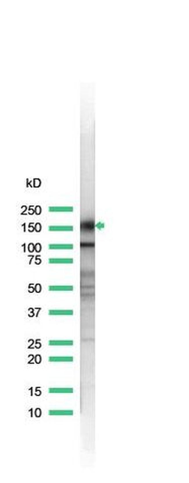 CD43 Antibody in Western Blot (WB)