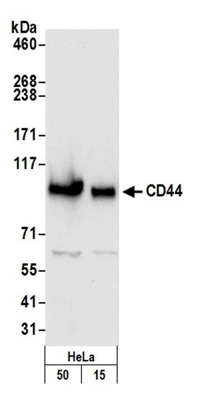 CD44 Antibody in Western Blot (WB)