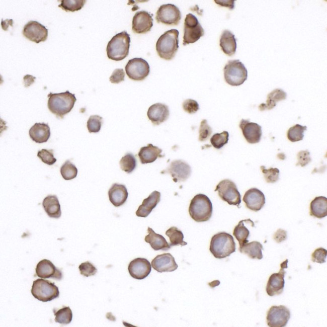 CD45RO Antibody in Immunocytochemistry (ICC/IF)