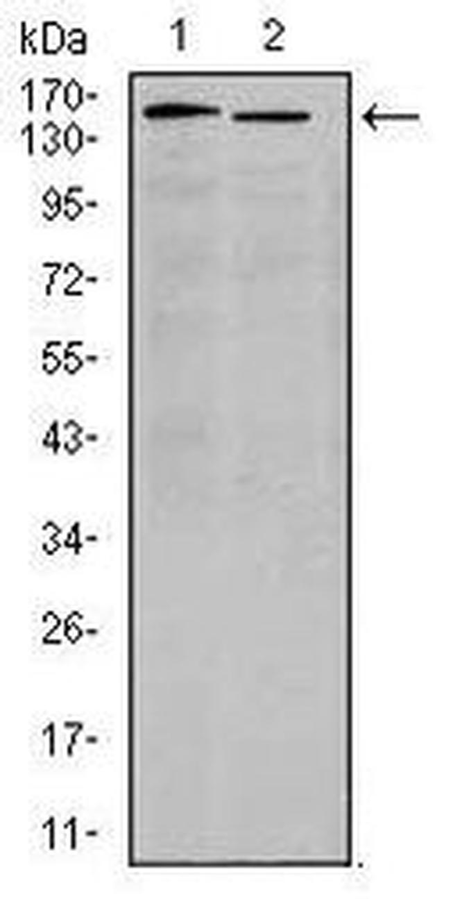 ITGA4 Antibody in Western Blot (WB)