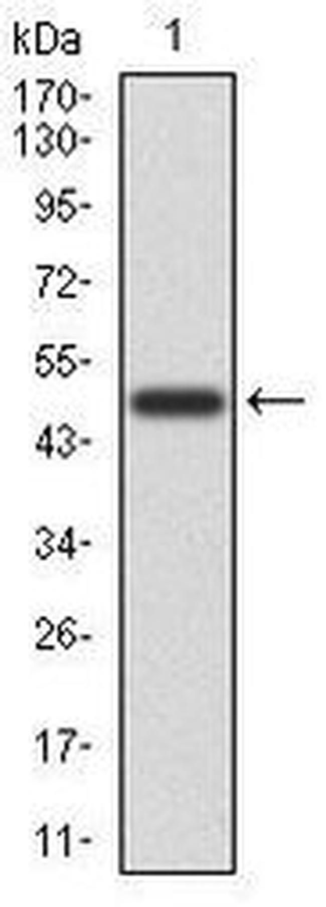 CD6 Antibody in Western Blot (WB)