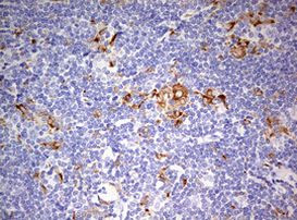 CD68 Antibody in Immunohistochemistry (Paraffin) (IHC (P))