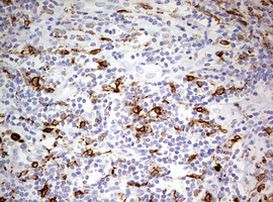 CD68 Antibody in Immunohistochemistry (Paraffin) (IHC (P))