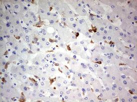 CD68 Antibody in Immunohistochemistry (Paraffin) (IHC (P))