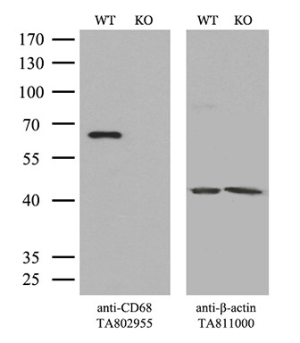 CD68 Antibody