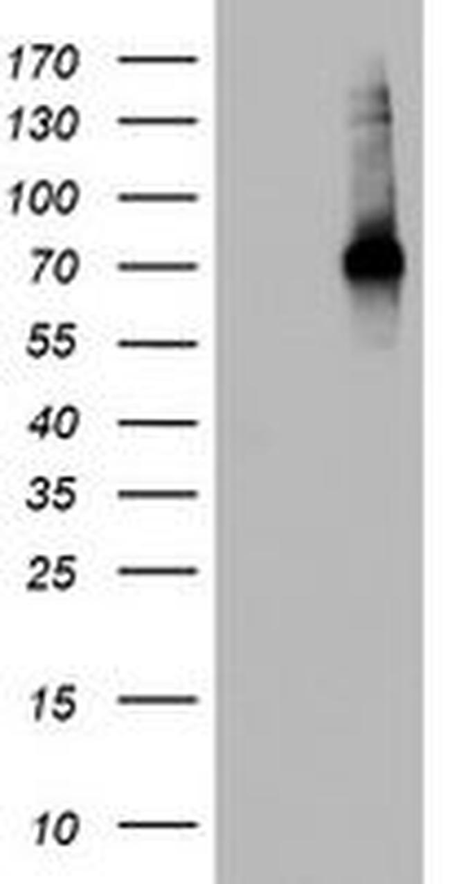 CD68 Antibody in Western Blot (WB)