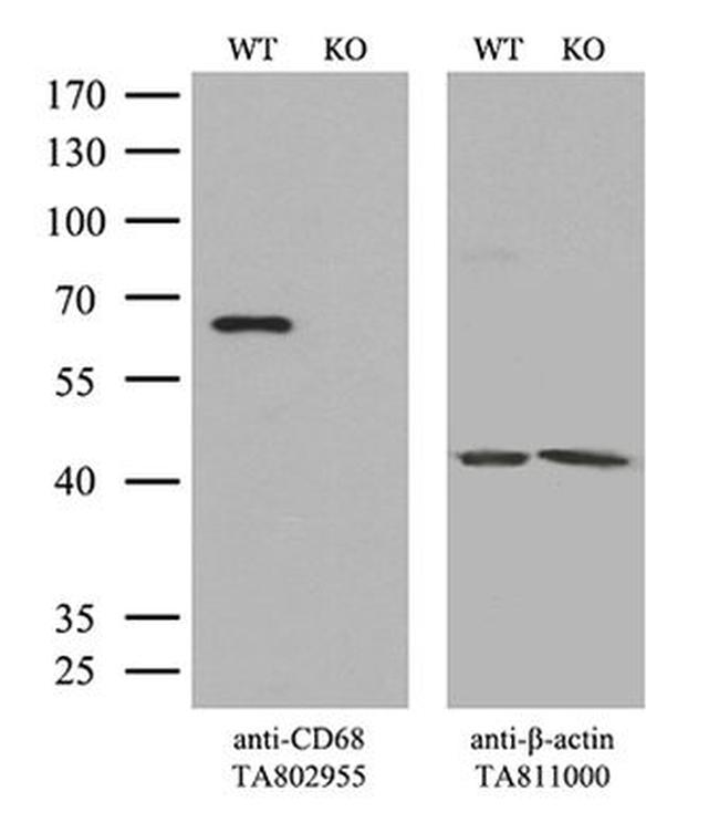 CD68 Antibody in Western Blot (WB)