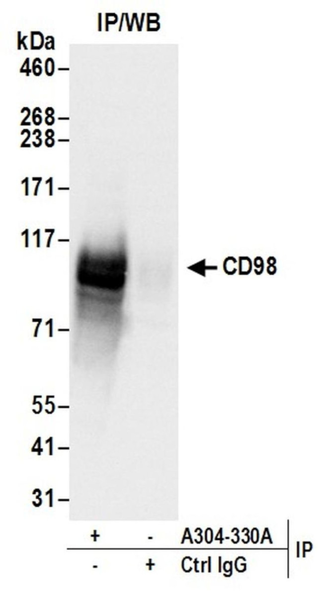 CD98 Antibody in Immunoprecipitation (IP)