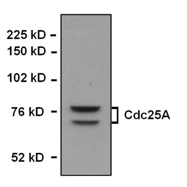 Cdc25A Antibody in Western Blot (WB)