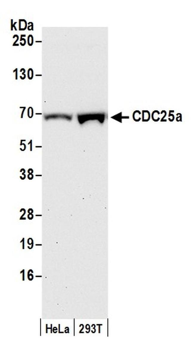 CDC25a Antibody in Western Blot (WB)