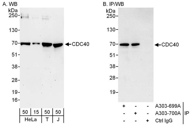 CDC40 Antibody in Western Blot (WB)