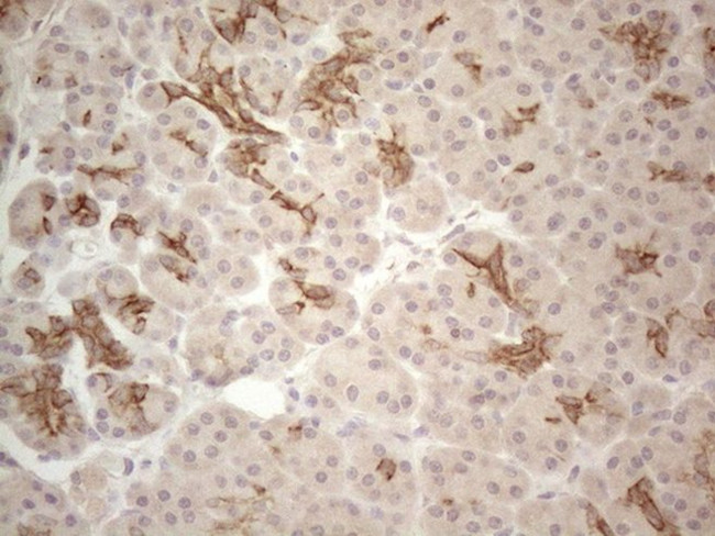 CDC6 Antibody in Immunohistochemistry (Paraffin) (IHC (P))