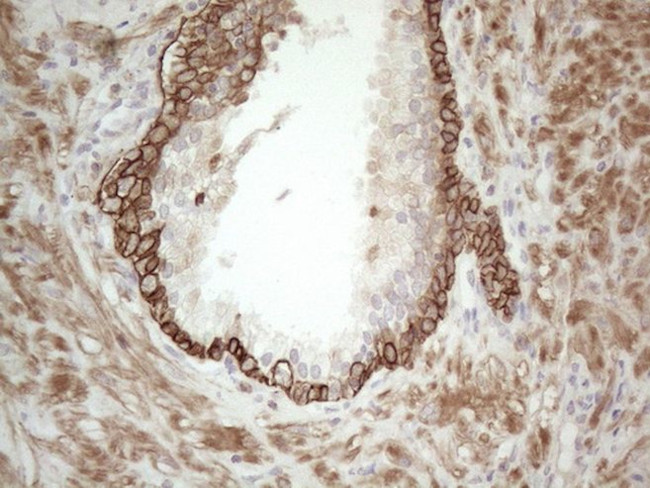 CDC6 Antibody in Immunohistochemistry (Paraffin) (IHC (P))