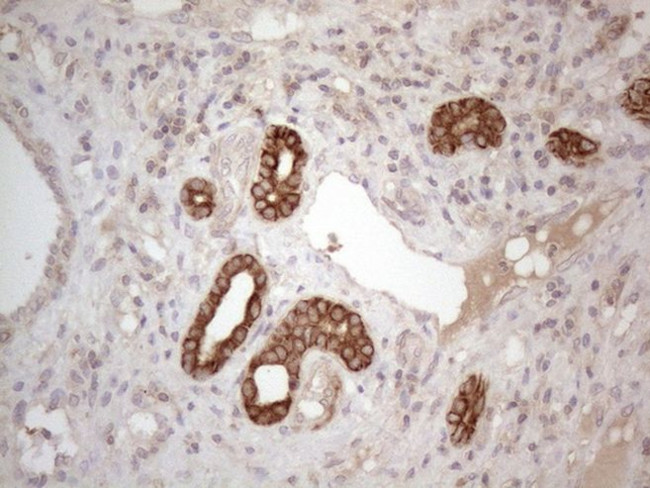 CDC6 Antibody in Immunohistochemistry (Paraffin) (IHC (P))