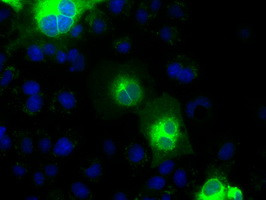 CDH13 Antibody in Immunocytochemistry (ICC/IF)