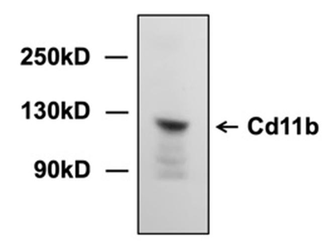 CDK11B Antibody in Western Blot (WB)
