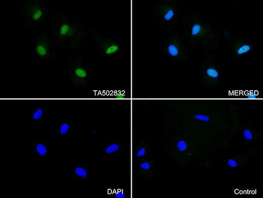 CDK2 Antibody in Immunocytochemistry (ICC/IF)