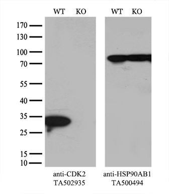 CDK2 Antibody