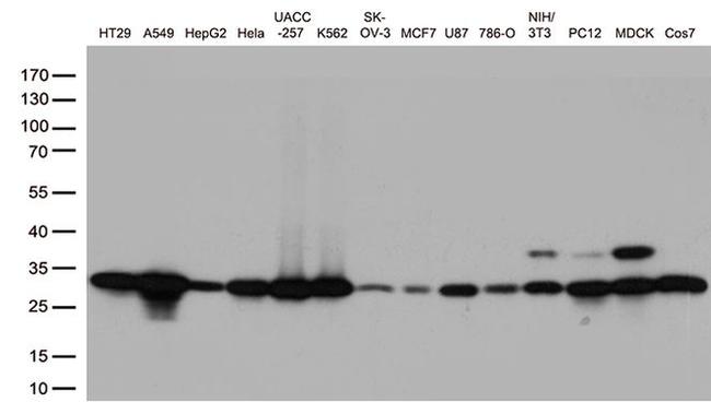 CDK2 Antibody in Western Blot (WB)