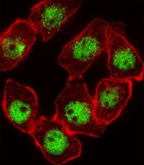 p57 Kip2 Antibody in Immunocytochemistry (ICC/IF)