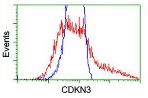 CDKN3 Antibody in Flow Cytometry (Flow)