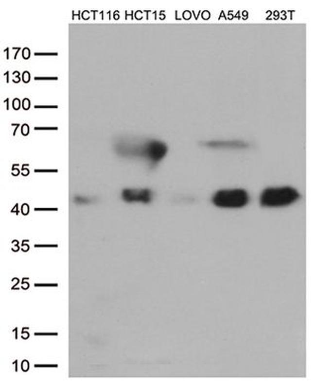 CDX2 Antibody in Western Blot (WB)