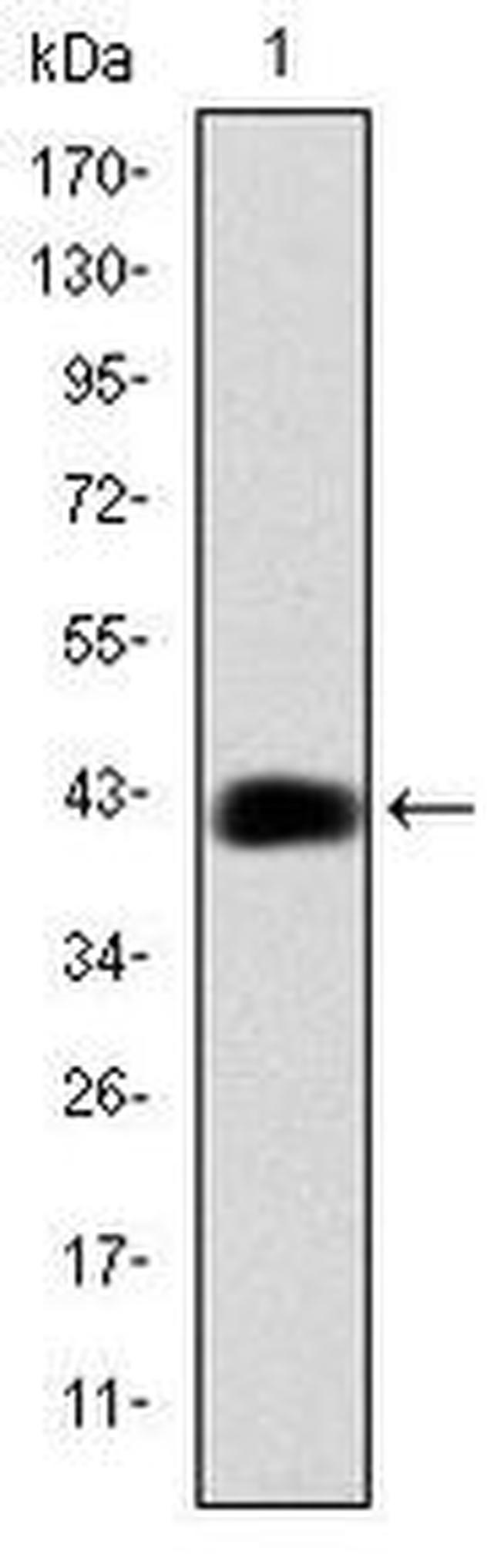 C/EBP beta Antibody in Western Blot (WB)