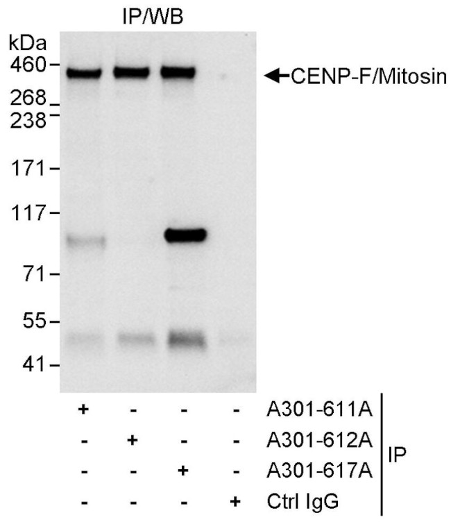 CENP-F/Mitosin Antibody in Immunoprecipitation (IP)