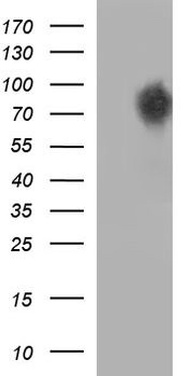 CEP68 Antibody in Western Blot (WB)