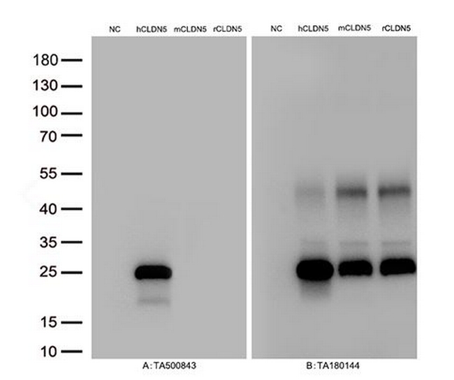 CLDN5 Antibody in Western Blot (WB)