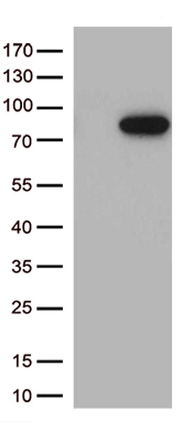 MASP2 Antibody in Western Blot (WB)
