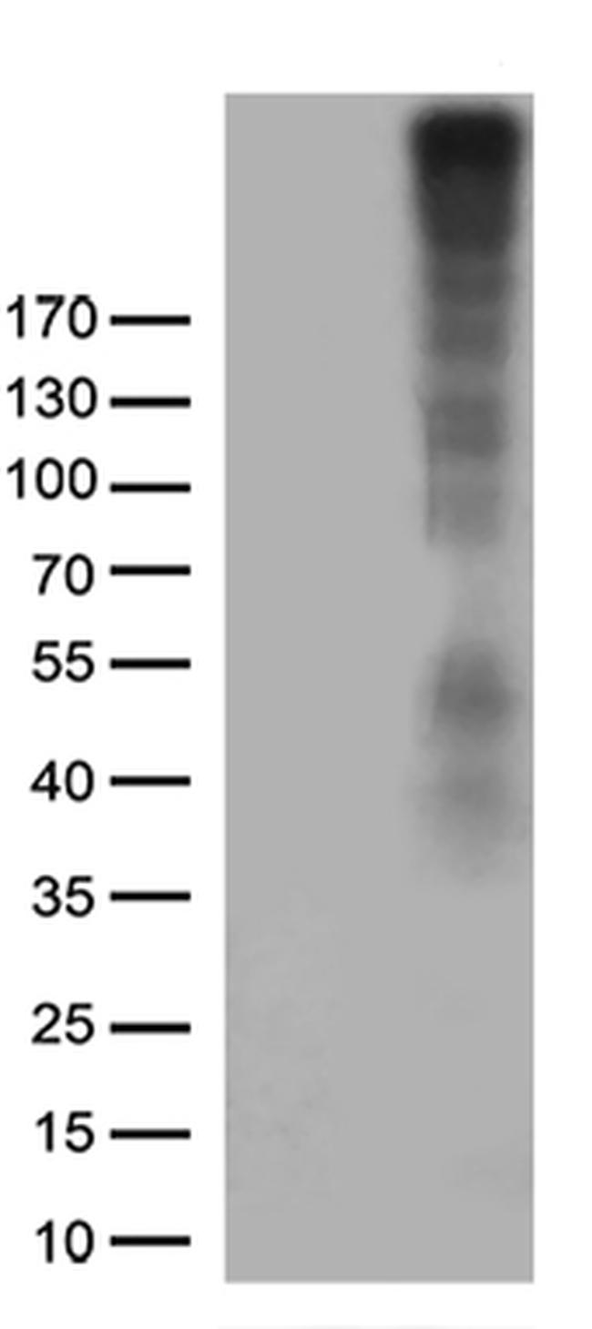 NG2 (CSPG4) Antibody in Western Blot (WB)