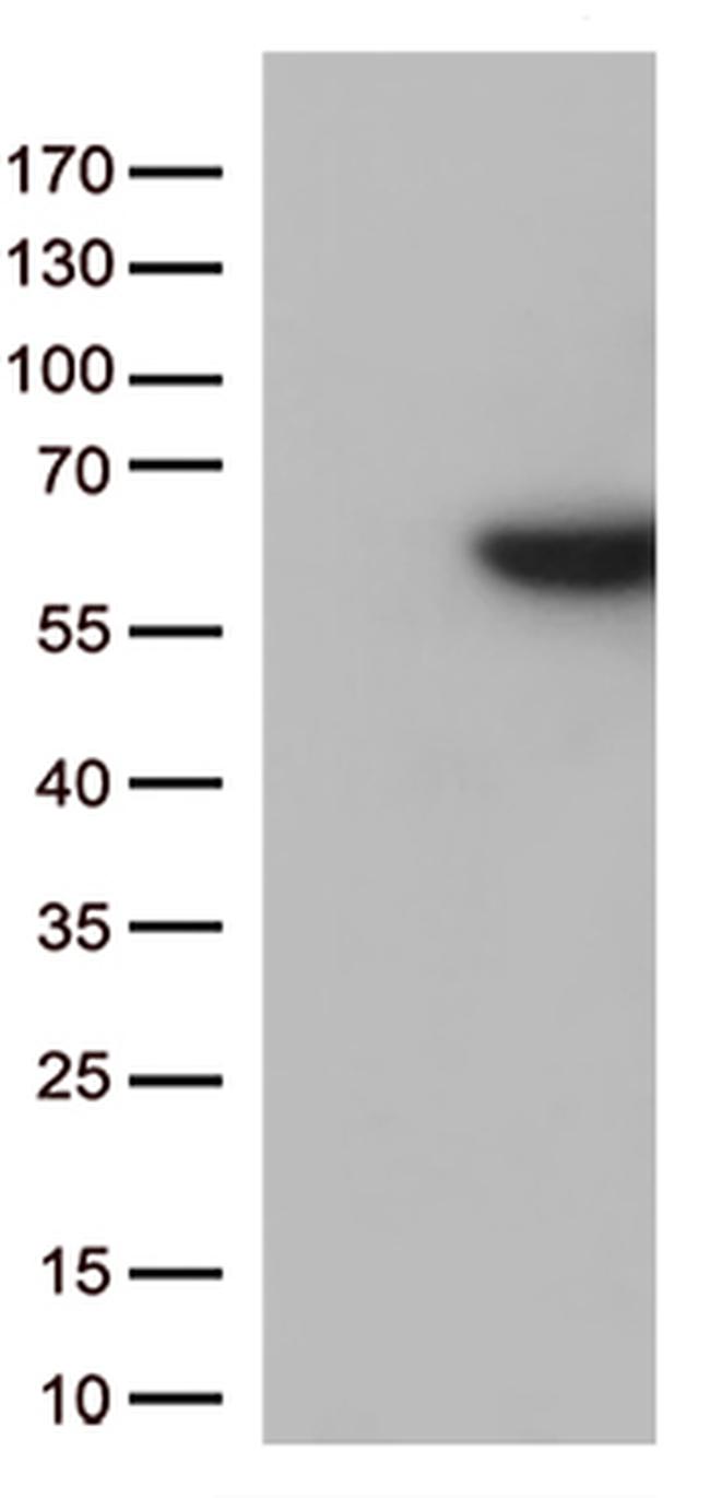 SRC Antibody in Western Blot (WB)