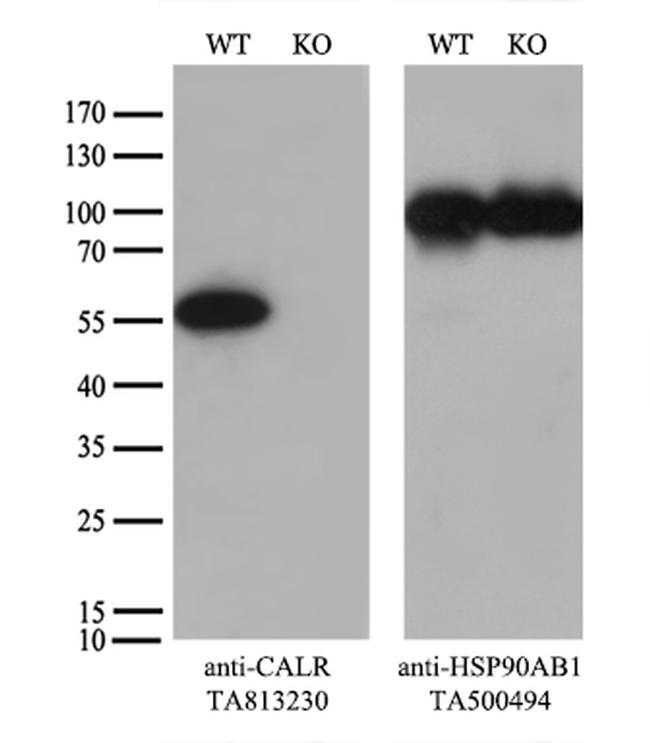 Calreticulin (CALR) Antibody in Western Blot (WB)