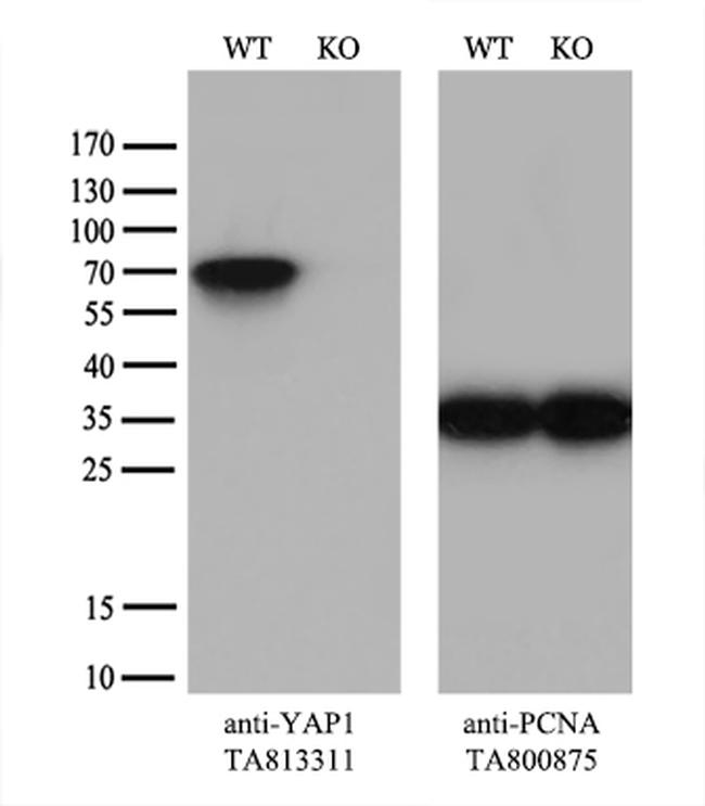 YAP1 Antibody in Western Blot (WB)