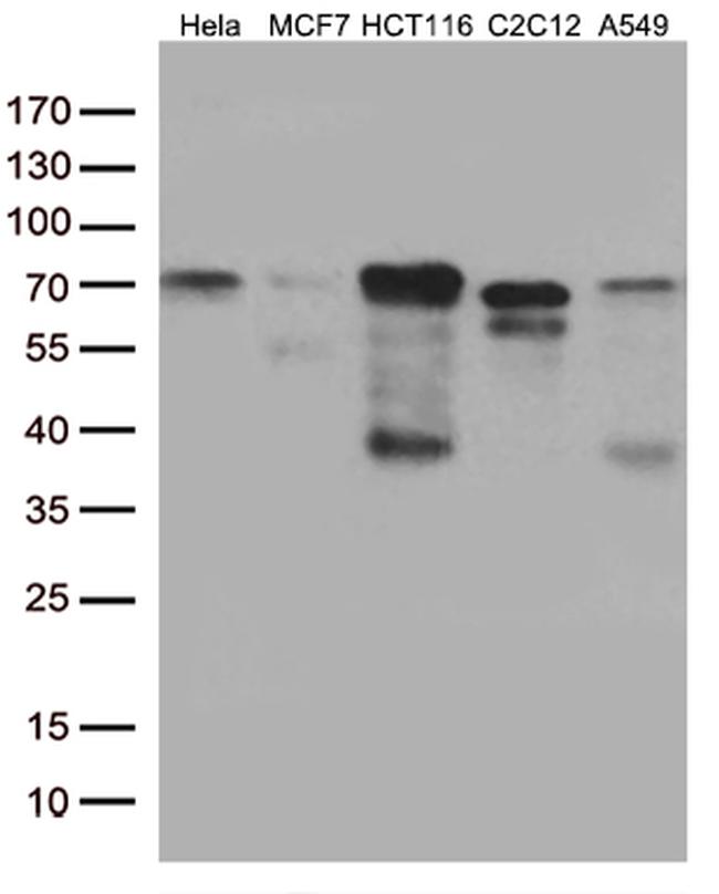 YAP1 Antibody in Western Blot (WB)