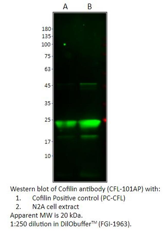 Cofilin Antibody in Western Blot (WB)
