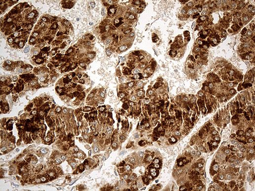 CHCHD10 Antibody in Immunohistochemistry (Paraffin) (IHC (P))