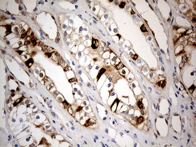 CHCHD10 Antibody in Immunohistochemistry (Paraffin) (IHC (P))