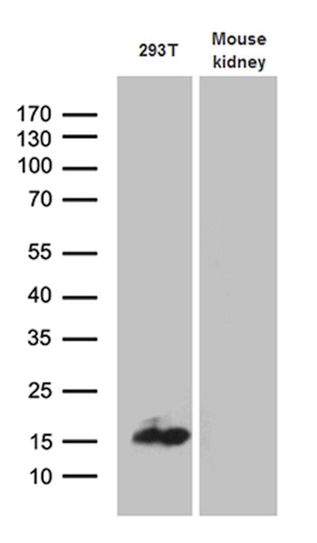 CHCHD10 Antibody in Western Blot (WB)