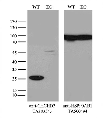 CHCHD3 Antibody