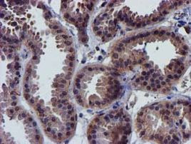 CHCHD5 Antibody in Immunohistochemistry (Paraffin) (IHC (P))