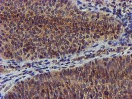 CHCHD5 Antibody in Immunohistochemistry (Paraffin) (IHC (P))