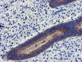 CHCHD5 Antibody in Immunohistochemistry (Paraffin) (IHC (P))