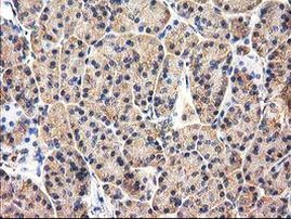 CHCHD5 Antibody in Immunohistochemistry (Paraffin) (IHC (P))