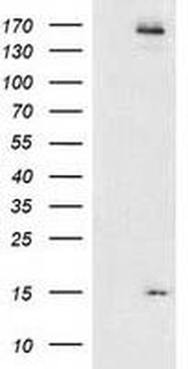 CHCHD5 Antibody in Western Blot (WB)