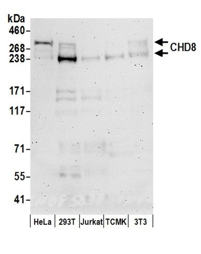 CHD8 Antibody in Western Blot (WB)