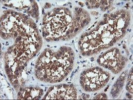 CHGA Antibody in Immunohistochemistry (Paraffin) (IHC (P))